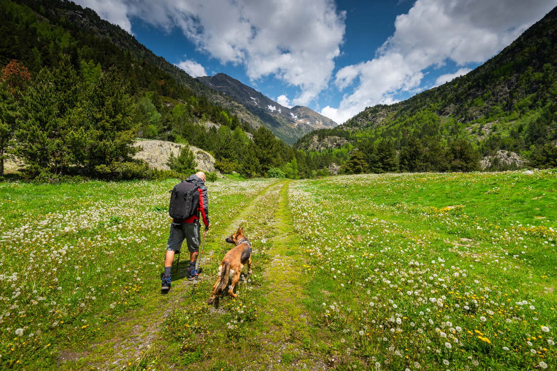Man and dog walking in a field full of spring flowers towards small mountains
