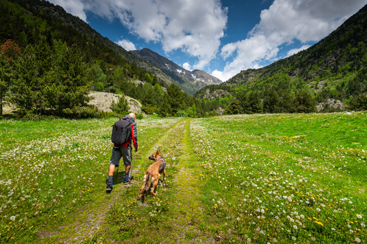 Man and dog walking in a field full of spring flowers towards small mountains
