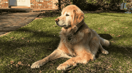 Navigating Pet Loss: Pros and Cons of Individual vs. Communal Pet Cremation