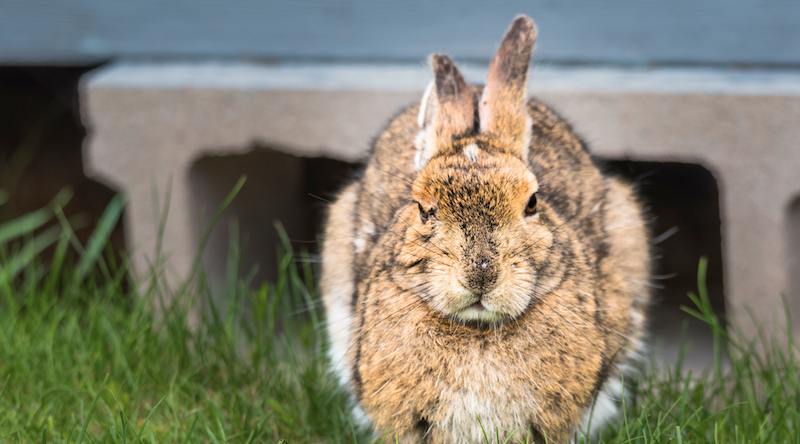 Tender Moments: Understanding and Addressing Behavioural Shifts in Ageing Pets