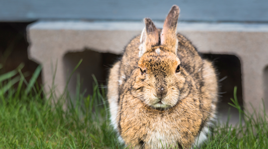 Tender Moments: Understanding and Addressing Behavioural Shifts in Ageing Pets