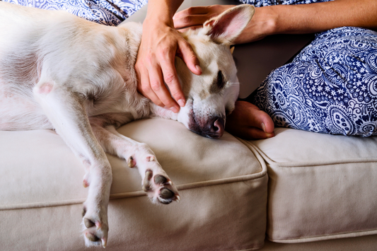 What to Do When Your Pet Dies at Home: A Step-by-Step Guide - Kind Funerals