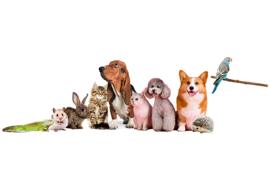 Which pet is right for you? - Kind Funerals