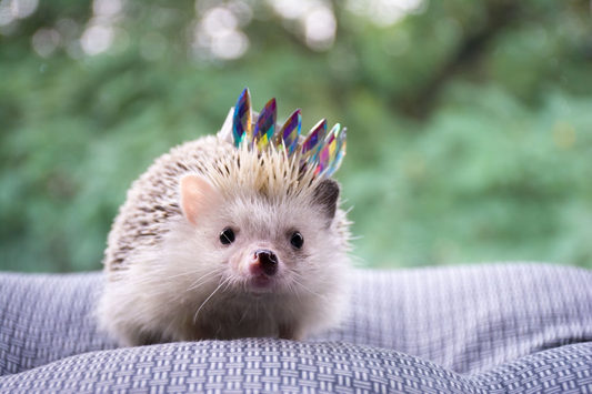 Cherishing Every Moment: Long-Term Care Tips for Your Senior Pet's Golden Years