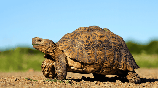 From Dogs to Dragons: The Diverse Pet Landscape in the UK