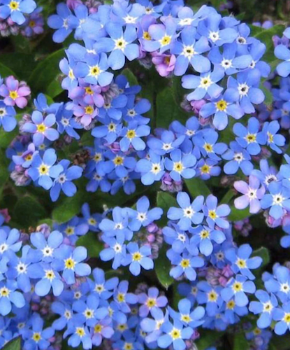 Forget me not seeds
