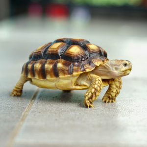 Tortoise or Turtle Cremation