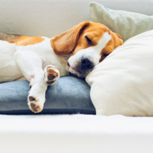 A beagle at home asleep - At Home Pet Euthanasia - Kind Funerals