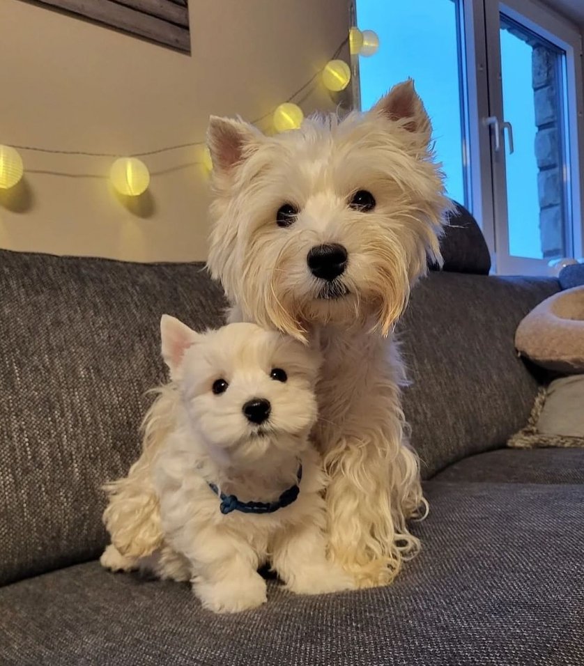 Funeral Service for your pet - Kind Funerals - white scottie dog with scottie dog plushy