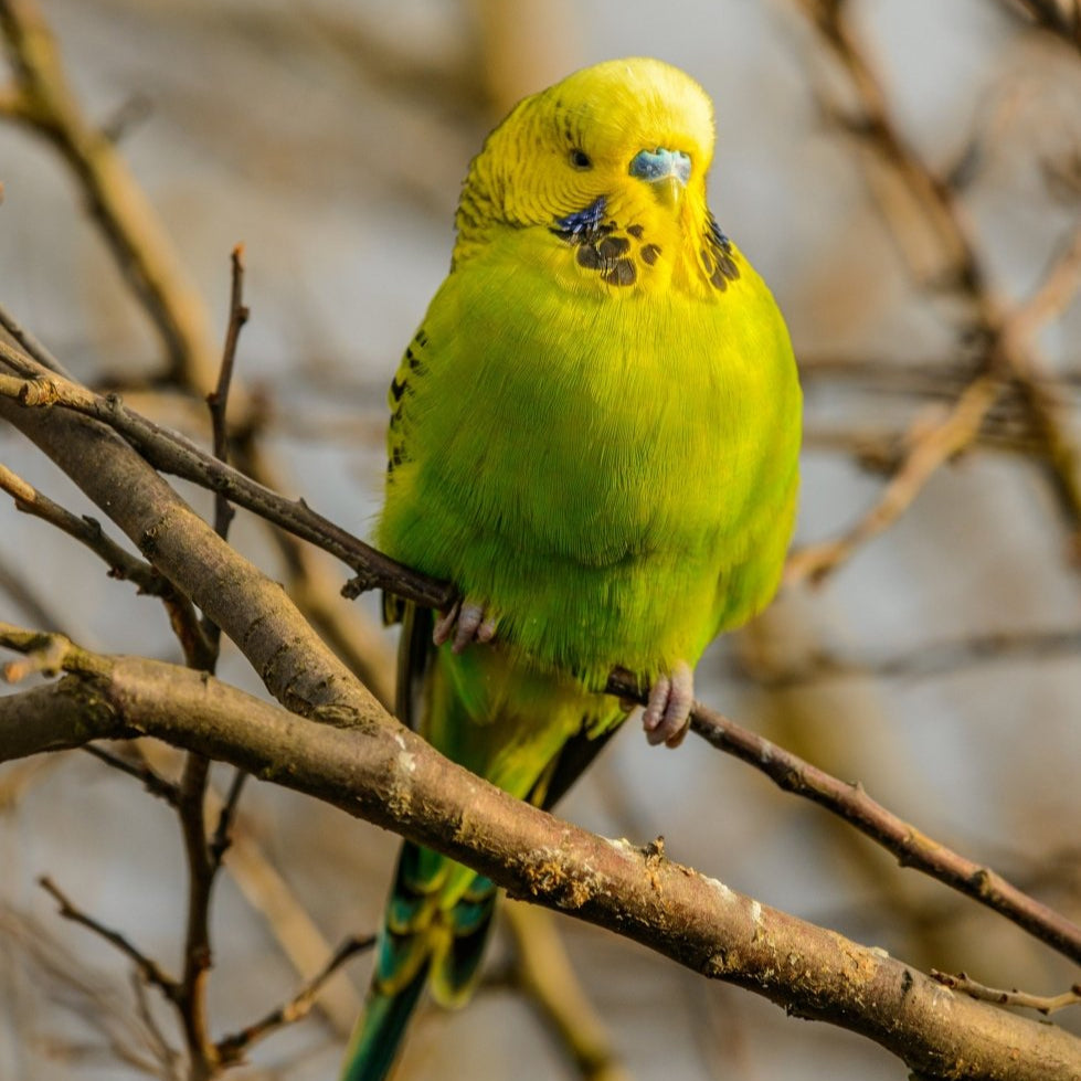 Budgie cremation - Kind Funerals