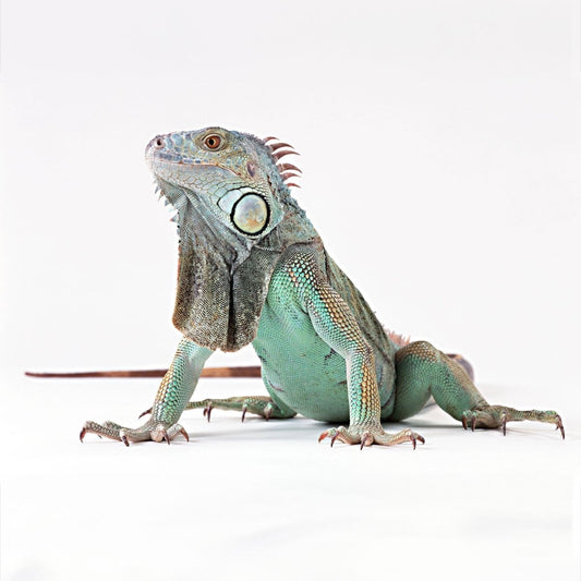 Iguana cremation - Kind Funerals