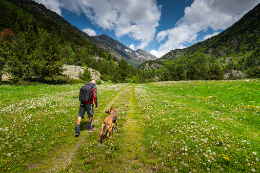 Outdoor Adventures for Older Dogs: Exploring Pet-Friendly Trails in Hampshire & Surrey