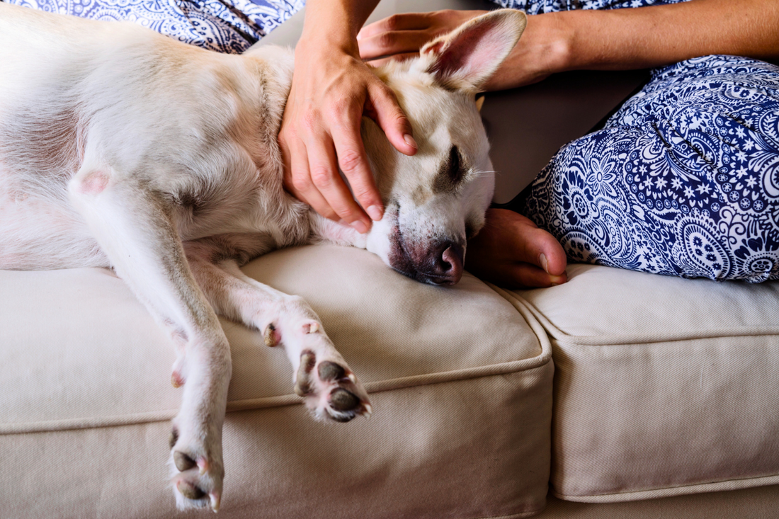 What to Do When Your Pet Dies at Home: A Step-by-Step Guide - Kind Funerals