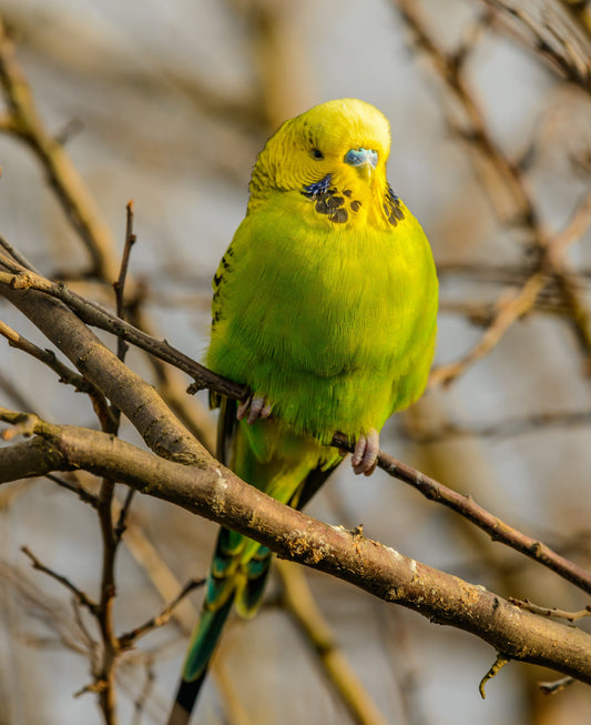 Budgie Cremation Services: A Compassionate Farewell for Your Feathered Friend