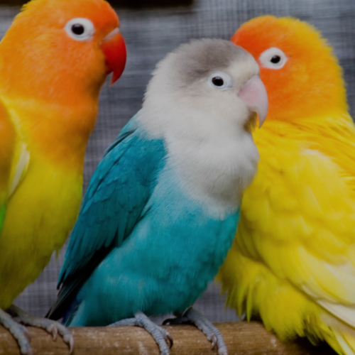 Budgie Family of Three - Kind Funerals - Budgie Pet Cremation