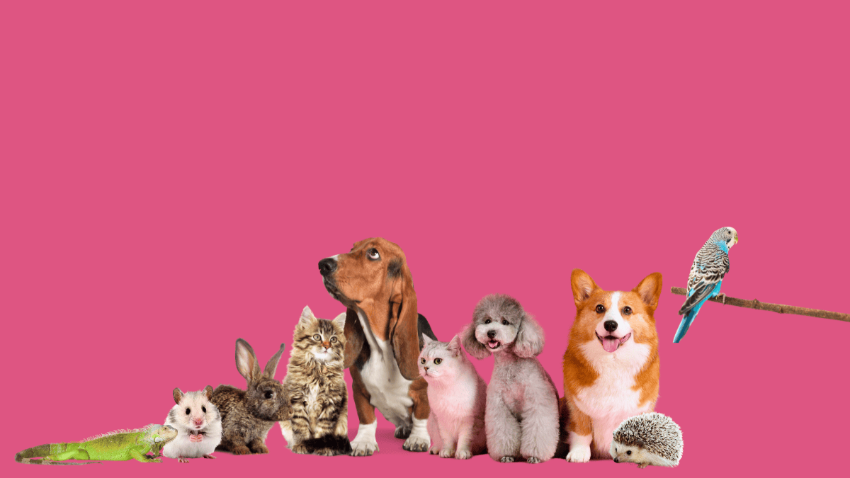 Kind Funerals Pet Cremations for all pet types including dog, cat, hamster, lizard, chicken, horse, guinea pig, snake, rat, chinchilla. Dog, rabbit, budgie, cat, hedgehog lined up with pink background.