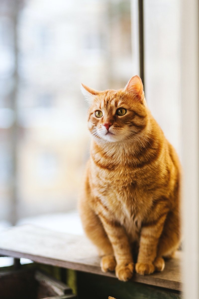 Kind Funerals Pet Cremation - Cat Cremation Service - large orange tortoiseshell cat sitting on a table