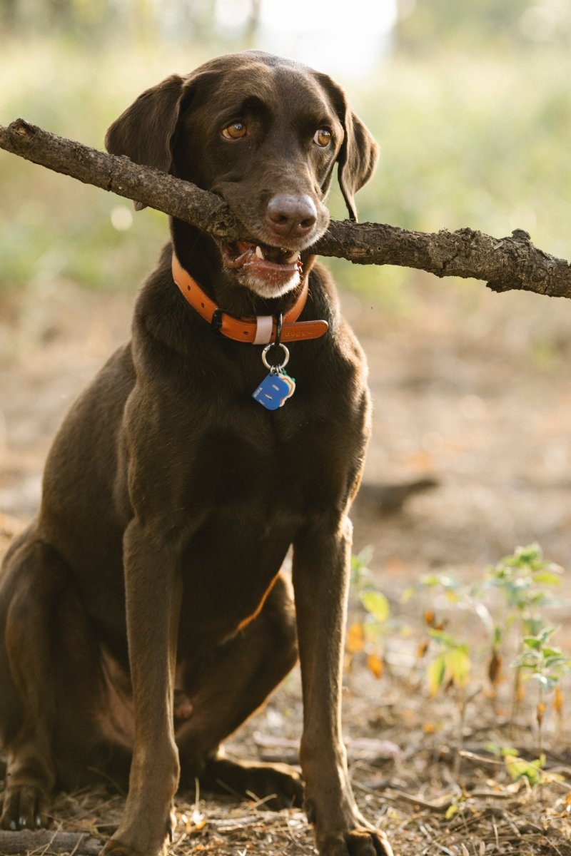 Kind Funerals Pet Cremation - large brown lab with brown eyes and a stick in its mouth