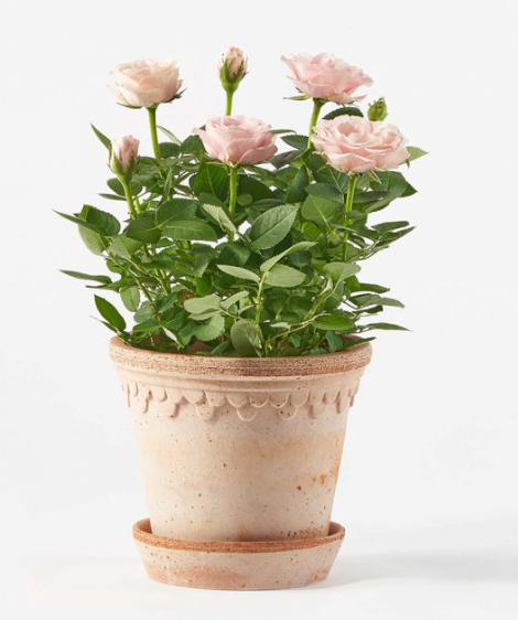 Kind Funerals Pet Cremation Memorial Item:  Rose Plant Pink