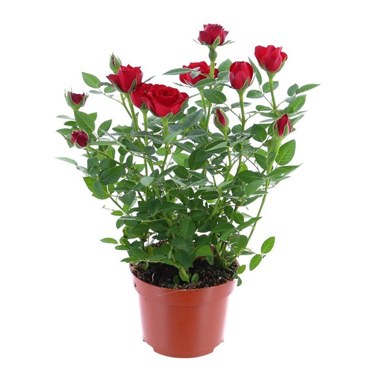 Kind Funerals Pet Cremation Memorial Item: Rose Plant Red