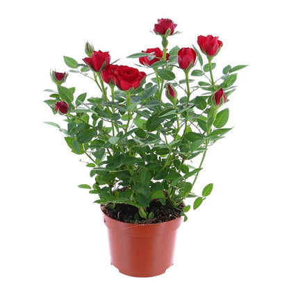 Kind Funerals Pet Cremation Memorial Item: Rose Plant Red