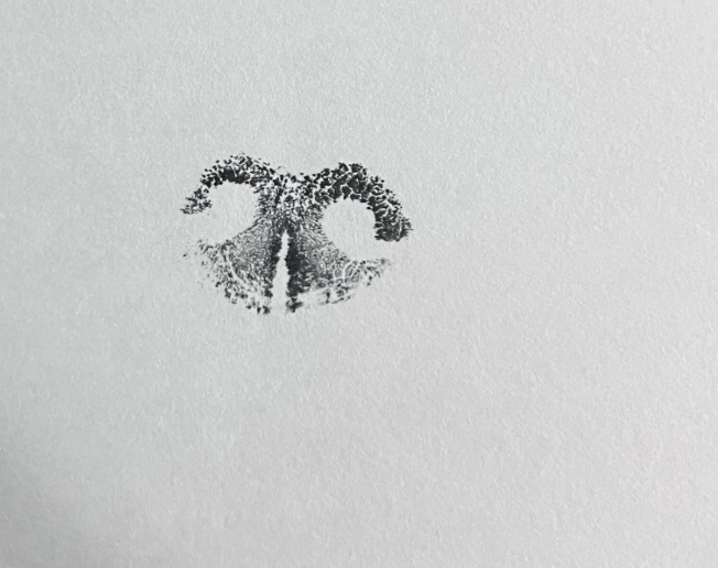 Nose Print