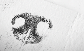 Nose Print