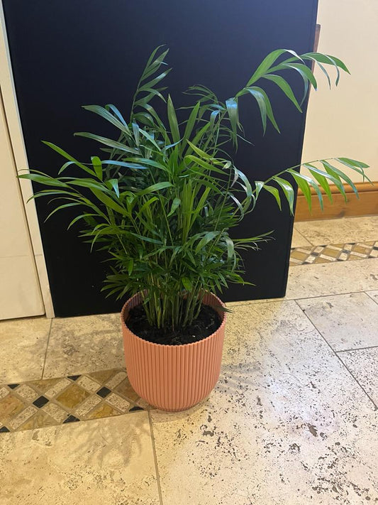 Palm plant for ashes