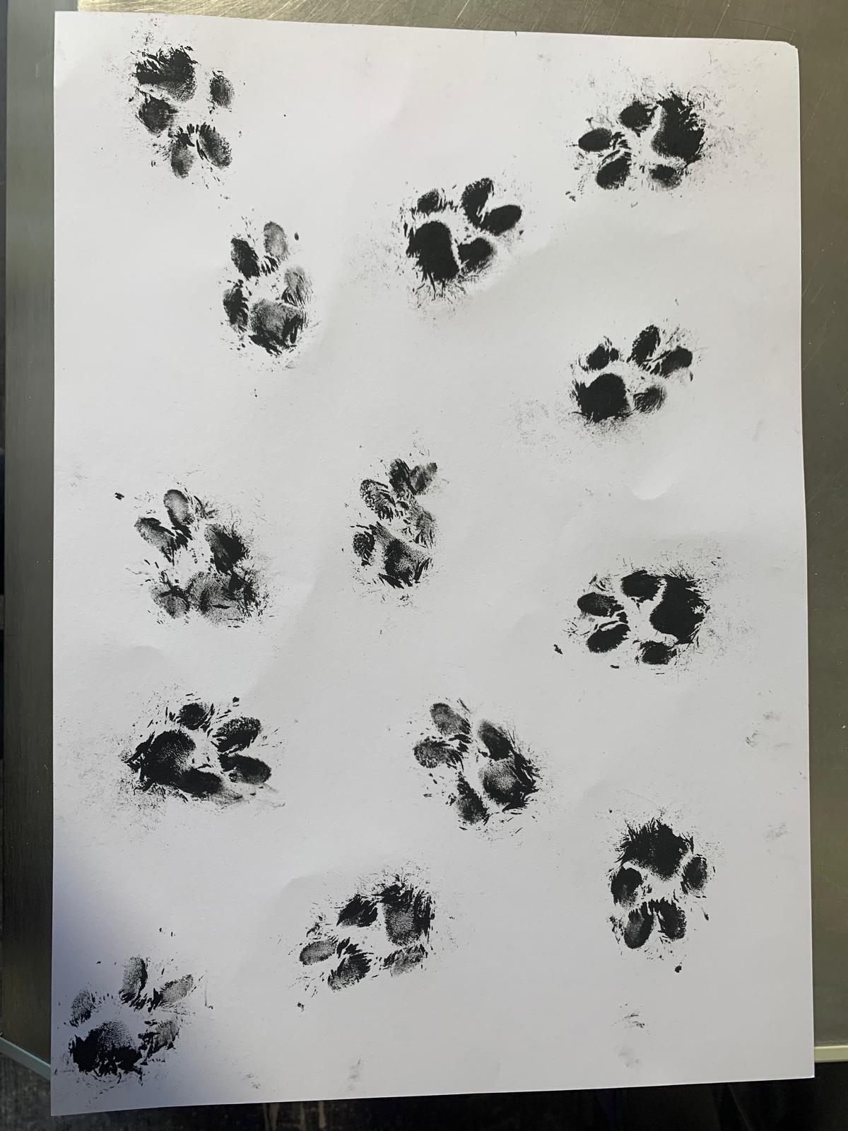 A3 Unique Paw Print Picture