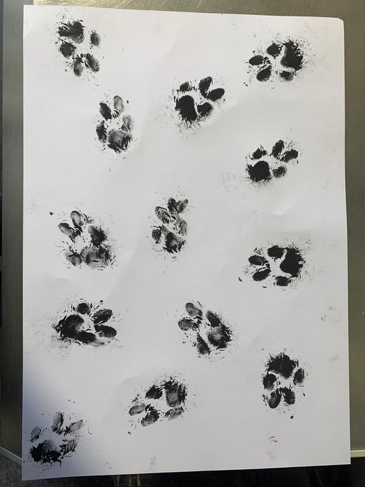A3 Unique Paw Print Picture
