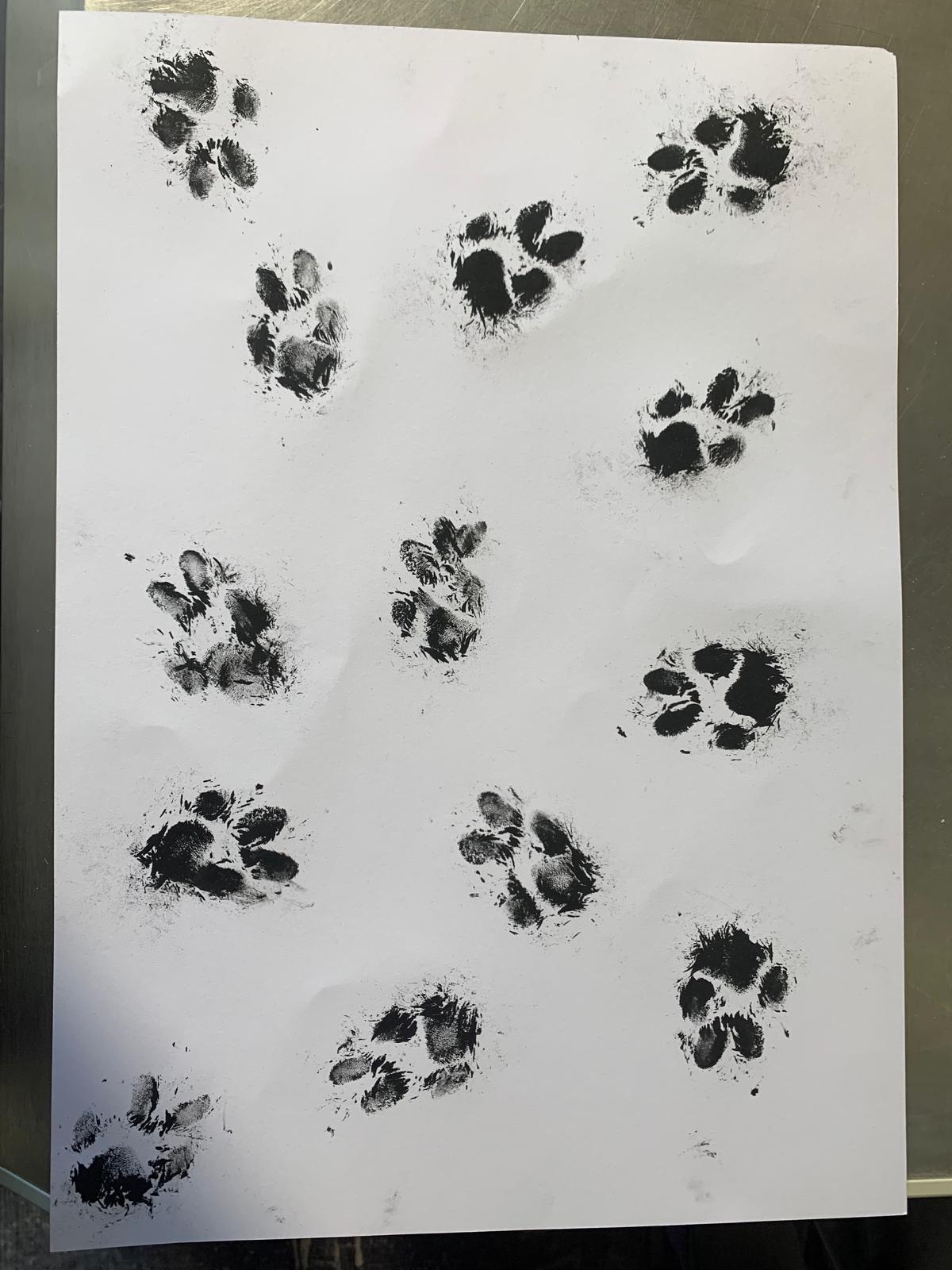 A3 Unique Paw Print Picture