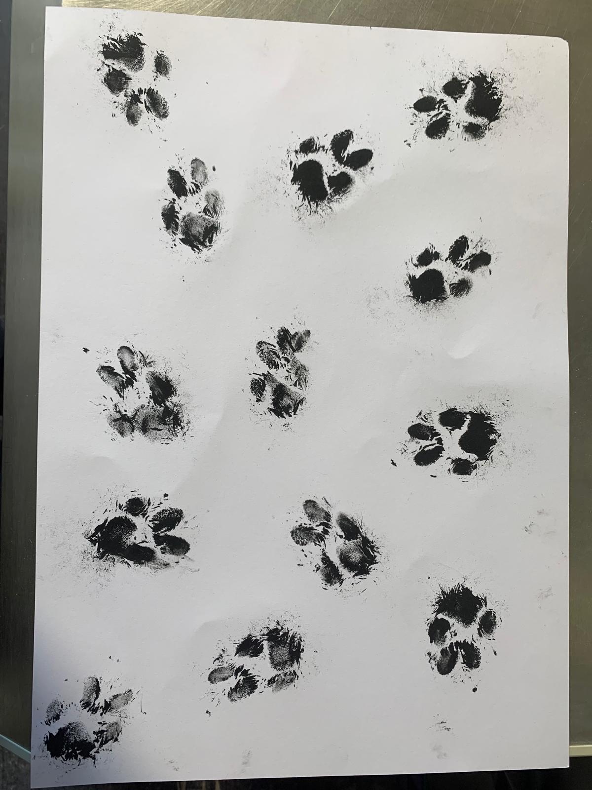 A3 Unique Paw Print Picture