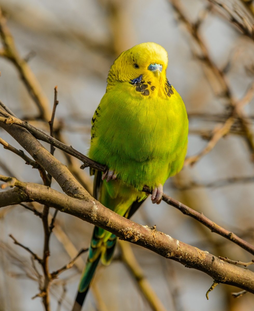 Budgie cremation - Kind Funerals