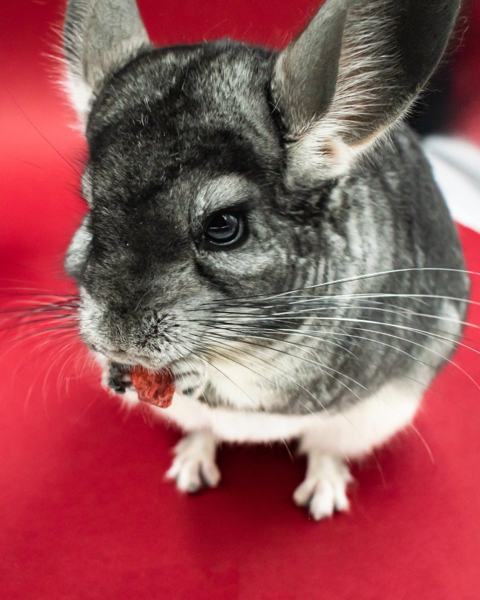 Chinchilla Cremation - Kind Funerals