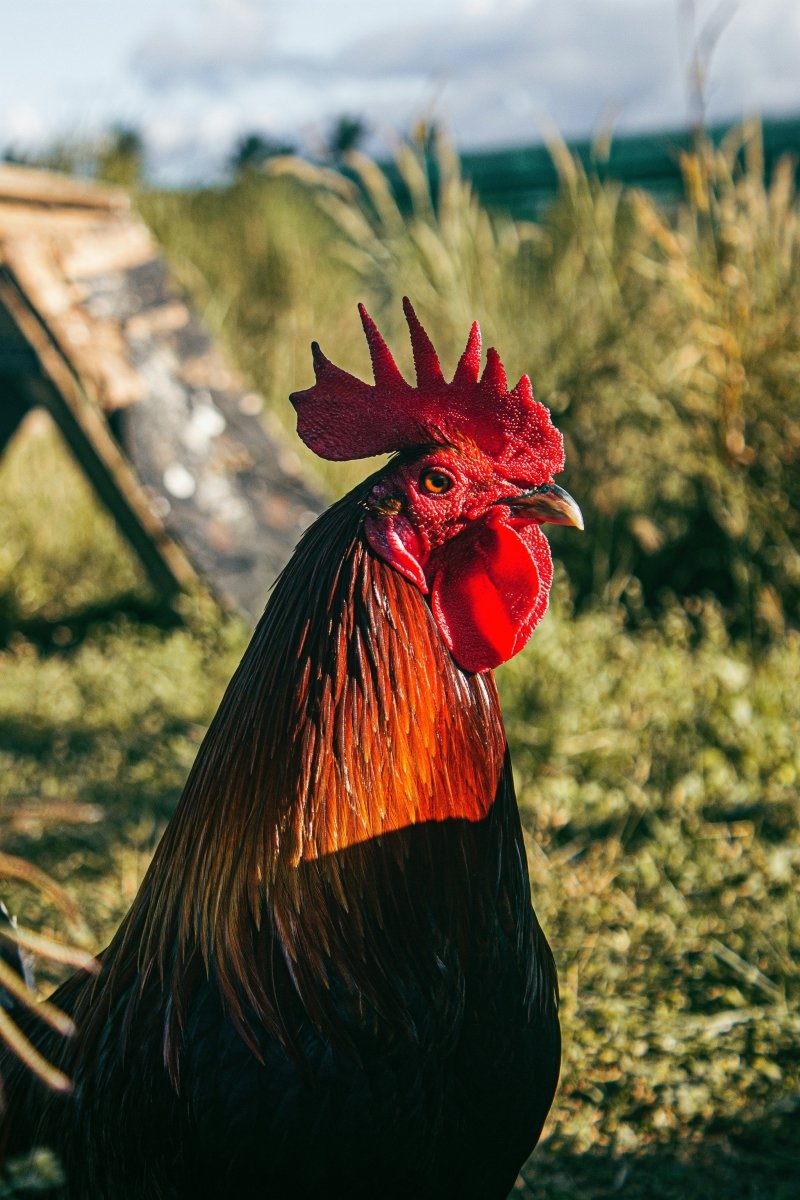 Cockerel Cremation - Kind Funerals