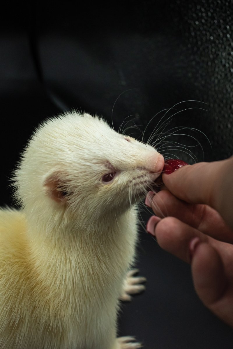 Ferret Cremation - Kind Funerals