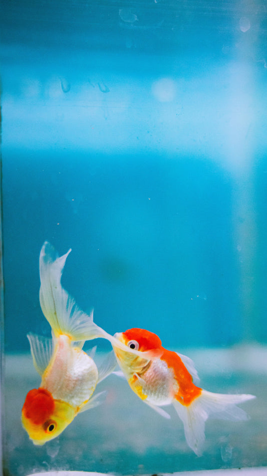 Goldfish cremation