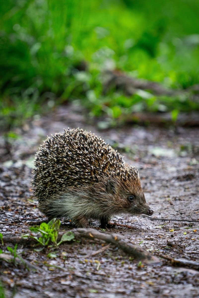 Hedgehog Cremation - Kind Funerals