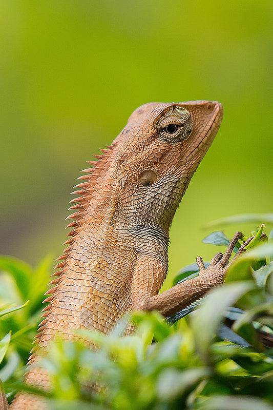 Lizard, gecko or bearded dragon cremation