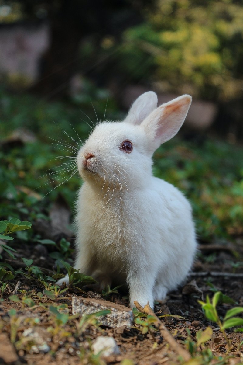 Rabbit Cremation - Kind Funerals