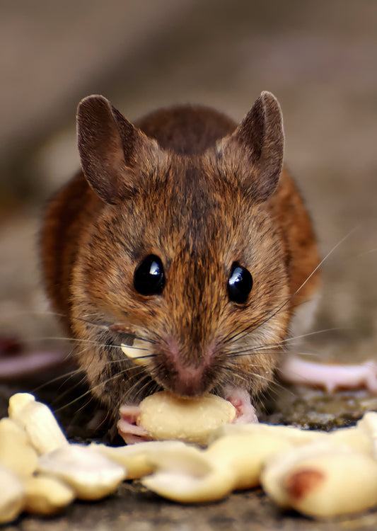 Rat, gerbil, degu, mouse cremation