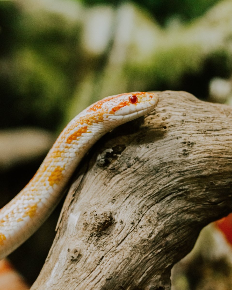 Snake Cremation - Kind Funerals