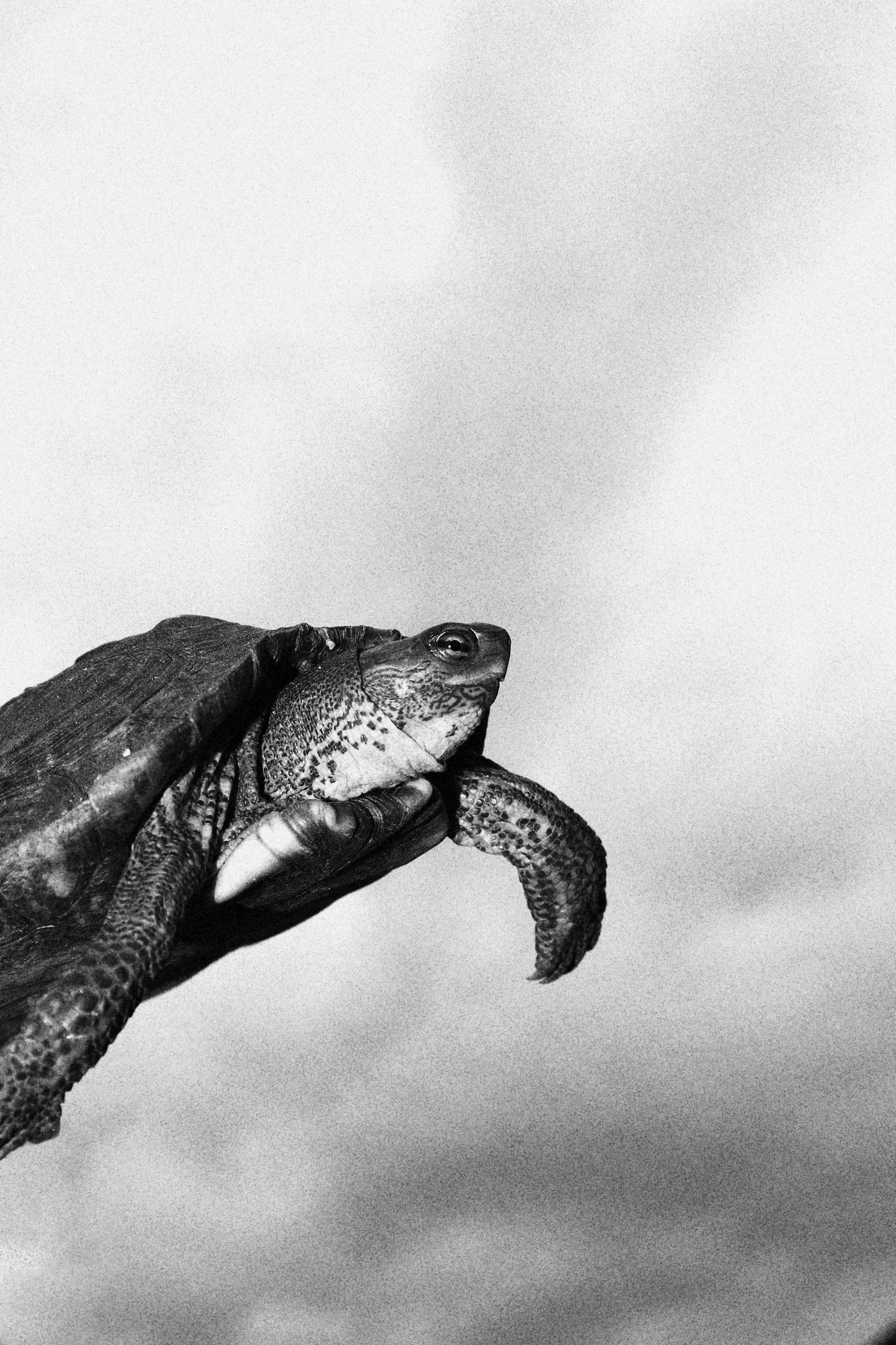 Tortoise or Turtle Cremation